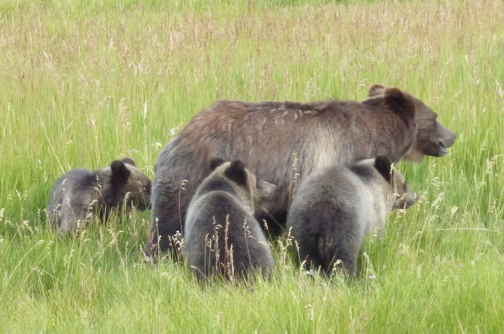 What Are Tips For Finding Collective Nouns For Bears?