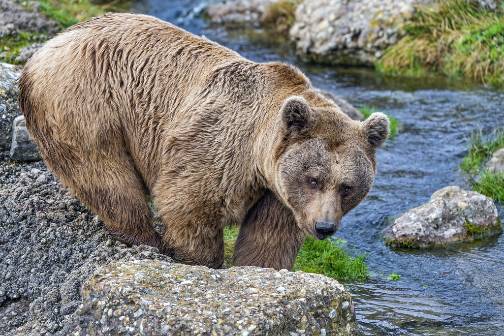 What Is The Origin Of Calling A Group Of Bears?