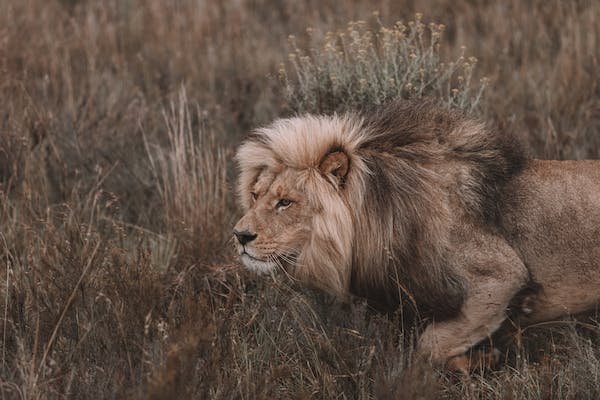 Why is the lion the king of the jungle?